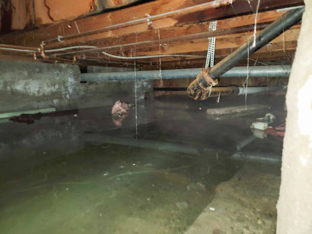 Best Carpet water damage restoration  in Bremerton, WA